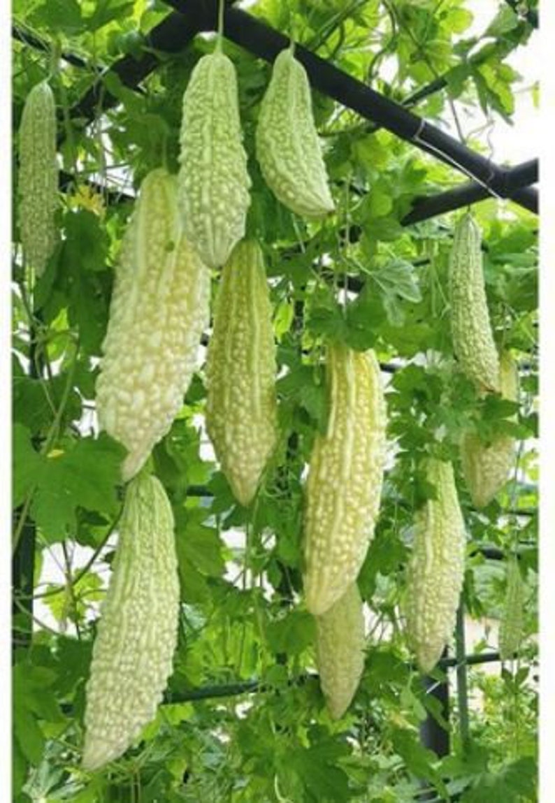 10 Japanese White Bitter Gourd Seeds 10 Hạt Giống Khổ Qua Etsy