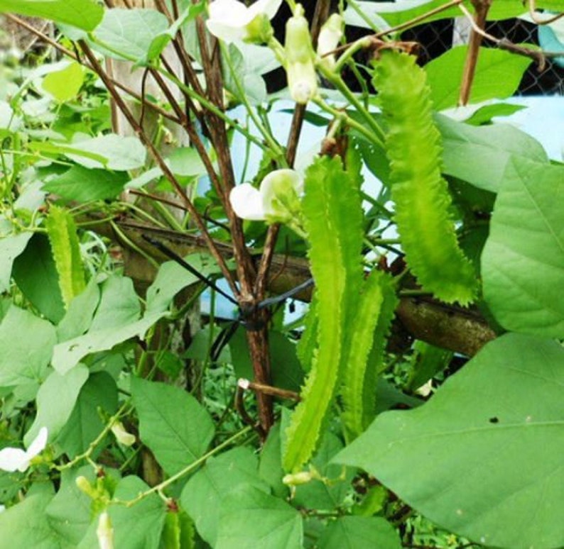 Thai winged bean Psophocarpus tetragonolobus Fabaceae 50 Seeds ThailandMrk Thai winged bean Psophocarpus tetragonolobus Fabaceae 50 Seeds ThailandMrk