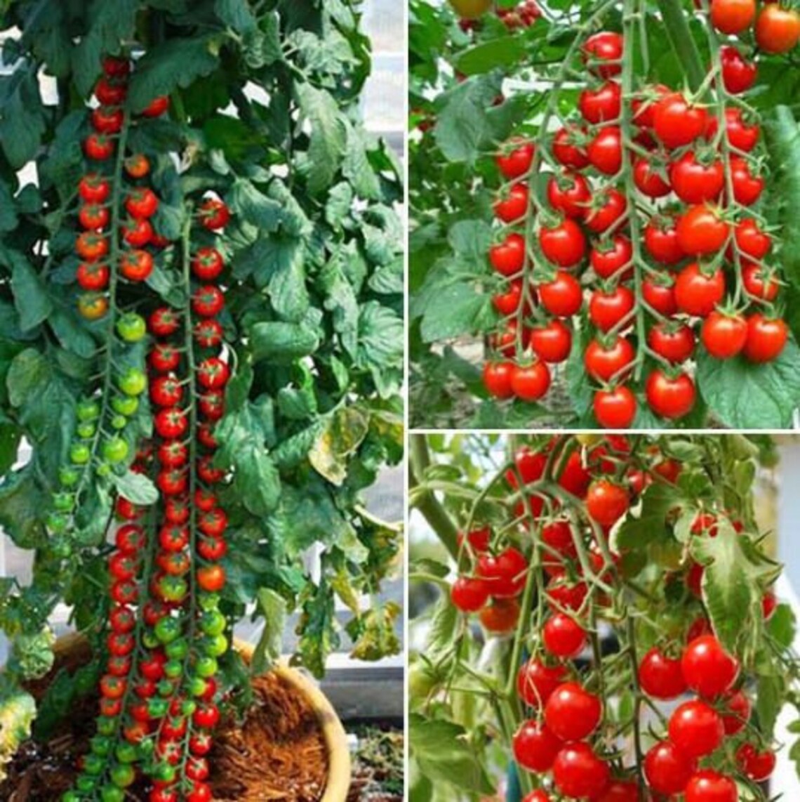 sweetie tomato sweetie tomato