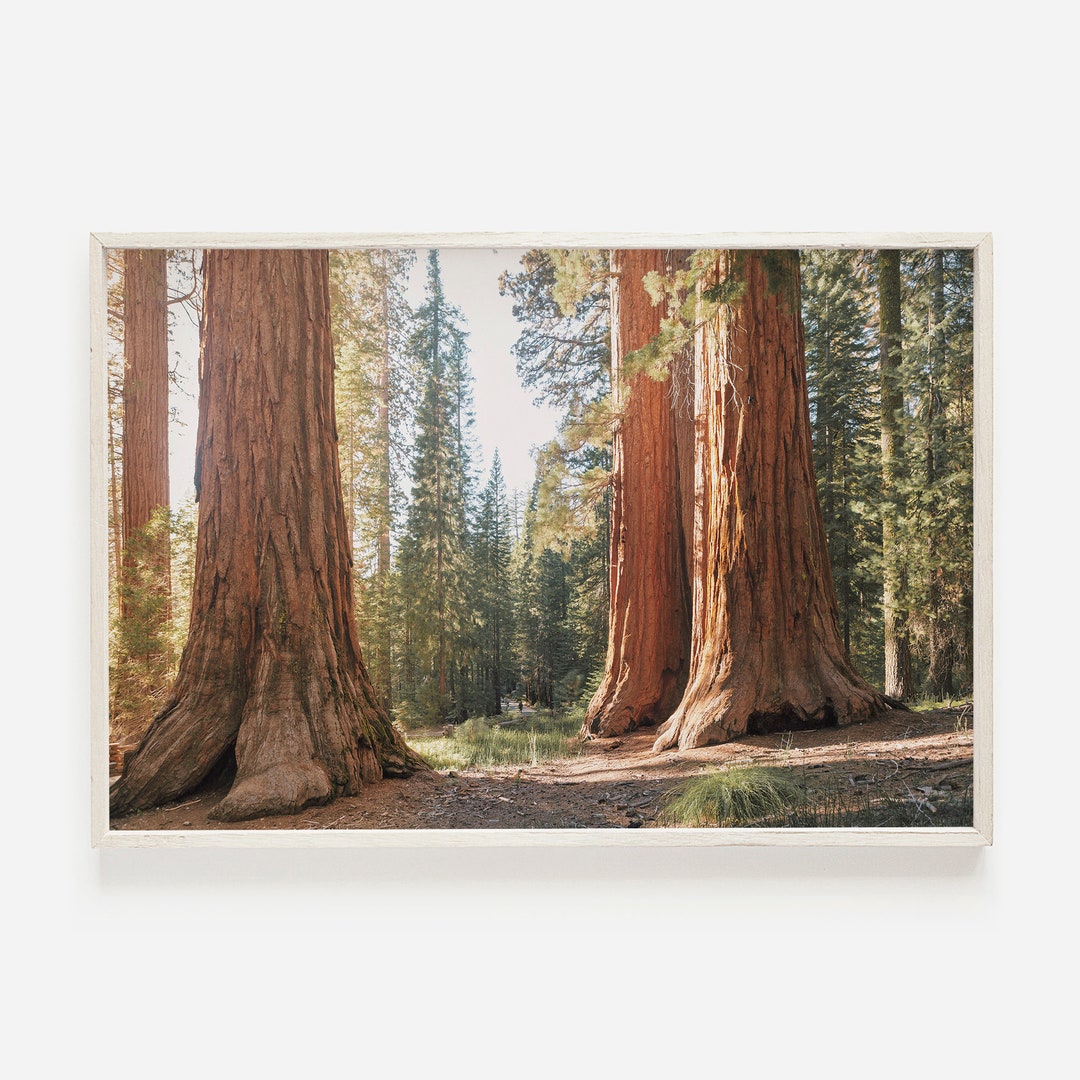 Northern California Redwoods, Rustic Nature Print, Primitive Home Decor, Wilderness Wall Art