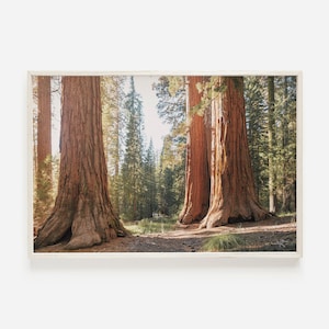 Northern California Redwoods, Rustic Nature Print, Primitive Home Decor, Wilderness Wall Art, Redwood Forest Scenery, Eureka California Art