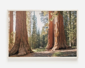 Redwoods do norte da Califórnia, impressão de natureza rústica, decoração de casa primitiva, arte de parede selvagem, cenário de floresta de sequoias, arte de Eureka Califórnia
