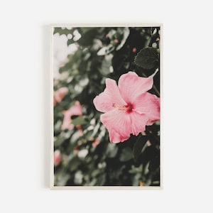 Hibiscus Flowers in Hawaii, Pink Hibiscus Photo, Tropical Floral Art, Hawaii Flower Blooms, Hibiscus Printable, Pink Floral Decor