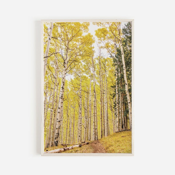 Aspen Trees in Fall, Arizona Aspen Grove, Aspen Tree Wall Art, Yellow Leaves, Northern Arizona Print, Rustic Home Decor, Western Landscape