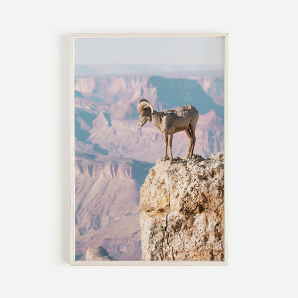 Desert Big Horn Sheep, Grand Canyon Wall Art, Arizona Desert, Wildlife Photography, National Park Print, Big Horn Sheep Wall Art, Sheep Art