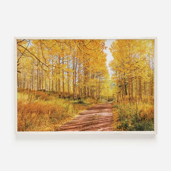 Arizona Aspen Trees, Flagstaff Wall Art, Inner Basin Trail, Aspen Tree Photography, Autumn Wall Art, Yellow Aspen Wall Art, Printable Art