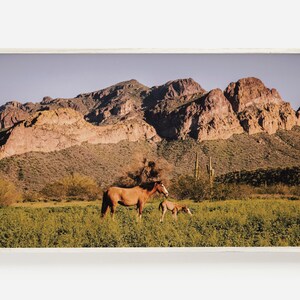 Samsung Frame TV Art, Salt River Horses, Wild Horse Frame TV, Arizona Desert Horse, Horse Digital Art, Wild Horse TV Decor, Arizona Horse Tv