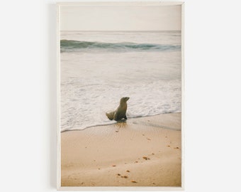 Foca na praia da Califórnia, arte de parede de leão marinho, vida selvagem costeira, foto de foca oceânica, praia quente e ensolarada, impressão da natureza de foca, fotografia de leão marinho