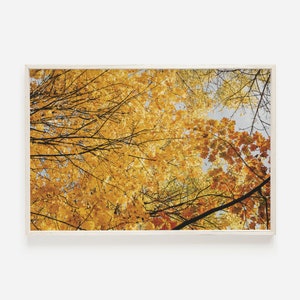 Espe Baum Blätter, gelbe Blätter Druck, Herbst Wandkunst, Fallende Blätter Foto, Espe Wandkunst, gelbe Espe Fotografie, druckbare Kunst