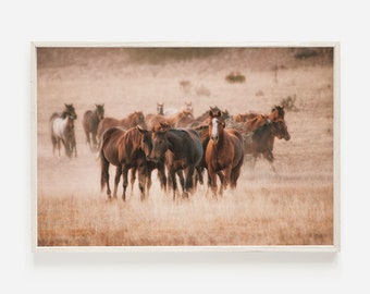 Puede incluir: Una manada de caballos marrones corriendo por un campo de hierba seca. Los caballos están en una formación suelta, con algunos corriendo delante de otros. El sol se está poniendo en el fondo, proyectando un cálido resplandor sobre la escena.