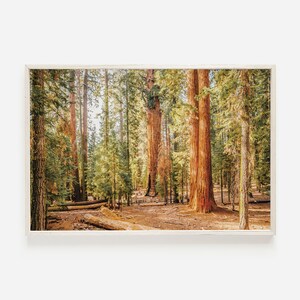 Rustic Forest Decor, Redwood Forest Scenery, Sunny Day in Woods, California Redwoods, Eureka Landscape, Redwood Home Decor, National Park