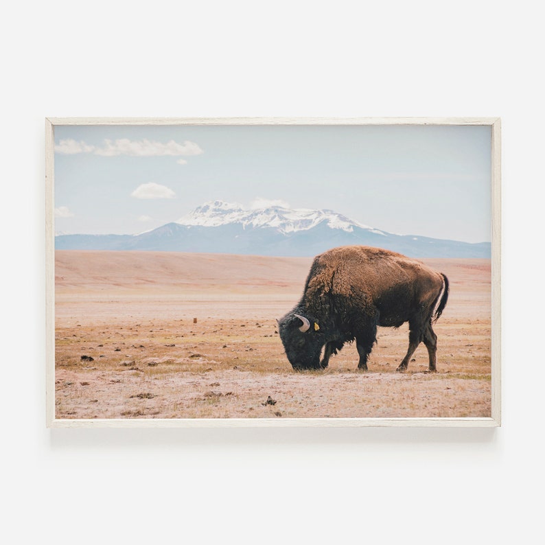 Bisonte de Nuevo México, Arte de pared de búfalo, Decoración rústica, Paisaje de Nuevo México, Naturaleza imprimible, Arte digital de bisonte, Impresión rústica de búfalo, Foto de NM imagen 1