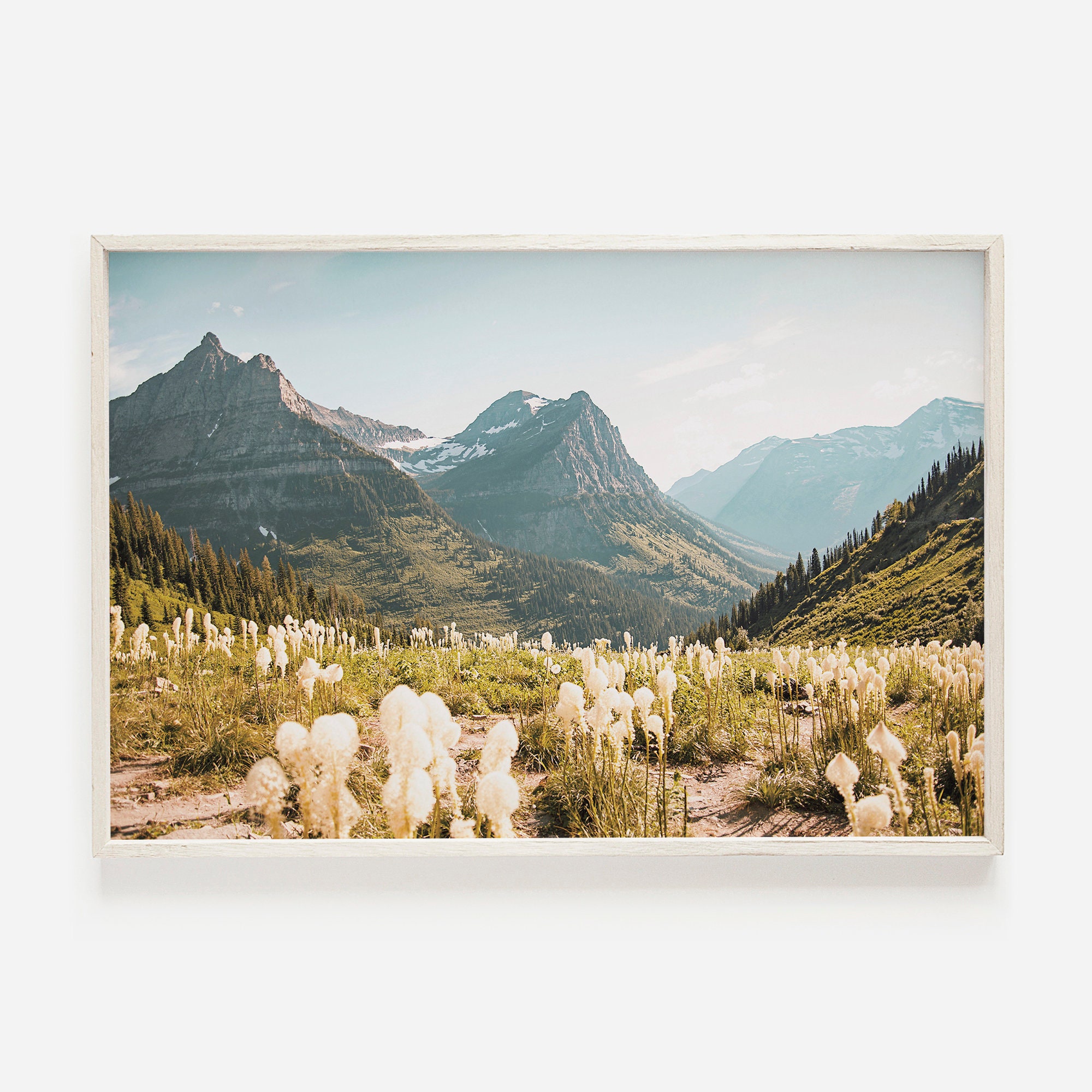 Wildflowers on Mountain Top, Colorado Mountain Range, Rocky Peaks, Forest Scenery, Sunny Mountain Day, Colorado Home Decor, Wildflower Art