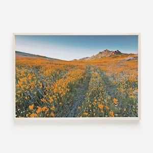 Californië Poppy Field, Oranje Poppy Bloemen, Poppy Bloemen in Californië, Natuurlandschap, Lente in Californië, Poppy Field Fotografie