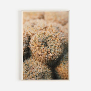 Winziger Fasskaktus auf Wüstenboden, einheimische Flora, Wüste zum Ausdrucken, Kaktuswandkunst, Boho-Kaktusfotografie, Nahaufnahme Kaktusplakat