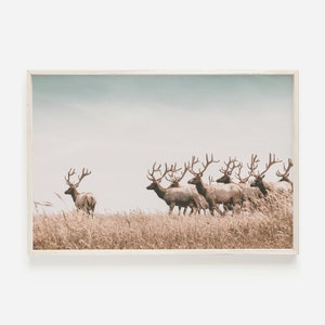 Mandria di alci nel campo, stampa di alci della California, arte della parete della fauna selvatica, arredamento in stile lodge, alce di toro stampabile, fotografia della fauna selvatica della California
