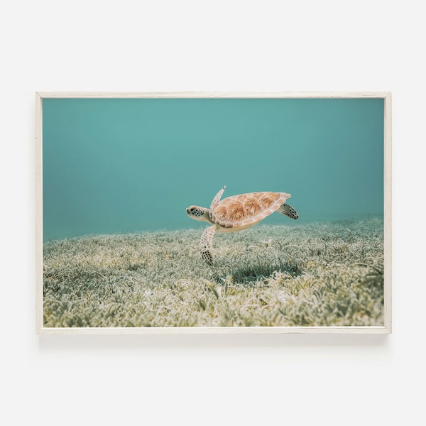 Hawaiian Sea Turtle, Underwater Photo, Tropical Ocean Print, Turtle Digital Art, Ocean Life Wall Art, Sea Turtle Print, Underwater Turtle