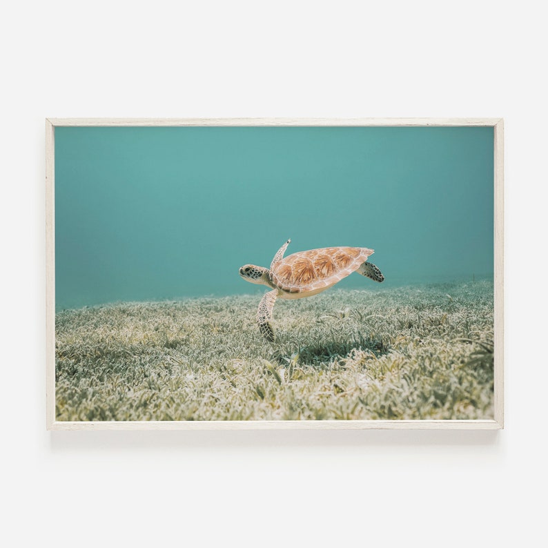 Hawaiian Sea Turtle, Underwater Photo, Tropical Ocean Print, Turtle Digital Art, Ocean Life Wall Art, Sea Turtle Print, Underwater Turtle image 1