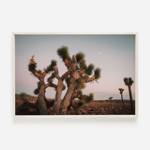 Paseo | Joshua Tree Wall Art, Desert Sunset, National Park Photography, California Wall Art, Boho Decor