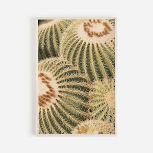 Fasskaktus im Garten, Botanischer Garten Foto, grüner Kaktus Druck, Wüstenkaktus Foto, Boho Wüstendruck, gelber und grüner Kaktus Druck