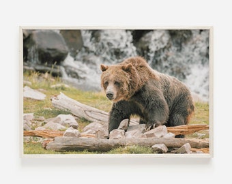 Oso grizzly en el bosque, foto del oso de California, decoración del oso grizzly, impresión de naturaleza rústica, arte de la pared del oso pardo, oso grizzly imprimible