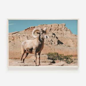 Desert Bighorn Sheep, New Mexico Desert, Wildlife Wall Art, Desert Photography, Western Bighorn Sheep, New Mexico Desert Animal, Rustic Art