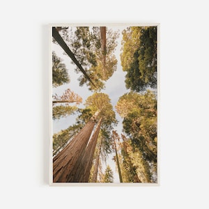 Redwood Trees Looking Up, Tree Canopy Print, Tall Trees Photo, Redwood Tree Print, Eureka California, Forest Wilderness, Redwood Trees Art