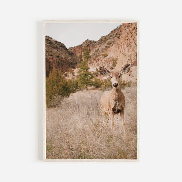 Mule Deer In Canyon, New Mexico Wildlife, Mule Deer Photography, Rustic Home Decor, New Mexico Digital Art, Wildlife Wall Art, Desert Animal