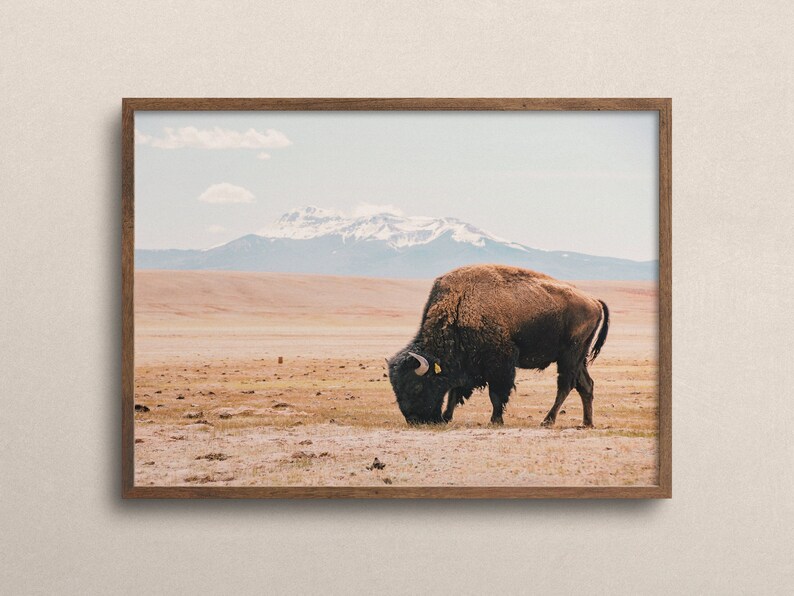 Bisonte de Nuevo México, Arte de pared de búfalo, Decoración rústica, Paisaje de Nuevo México, Naturaleza imprimible, Arte digital de bisonte, Impresión rústica de búfalo, Foto de NM imagen 2
