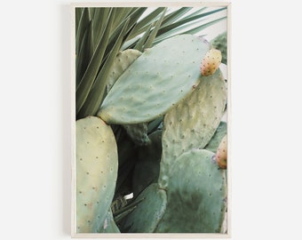 May include: A close-up of a prickly pear cactus with green, spiky pads and small, round, light pink fruit.