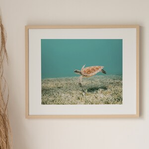 Hawaiian Sea Turtle, Underwater Photo, Tropical Ocean Print, Turtle Digital Art, Ocean Life Wall Art, Sea Turtle Print, Underwater Turtle image 4