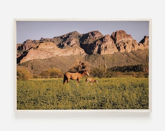 Salt River Horses, Arizona Wild Horse Photo, Equine Wall Art, Arizona Desert Print, Arizona Horse Photography, Downloadable Print