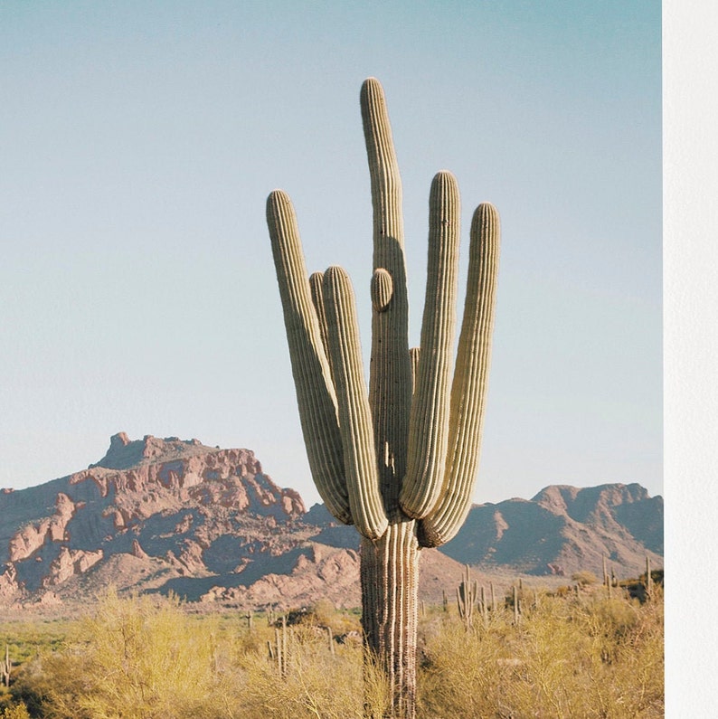 Desert Landscape Arizona Saguaro Arizona Cactus Print Southwestern Decor Desert Cactus Photo Saguaro Photography Boho Desert Print