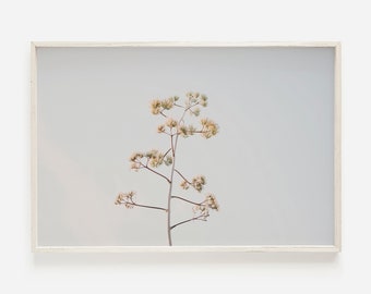 May include: A framed photograph of a single, delicate plant with light brown stems and small, light green flower clusters against a soft, light gray background.