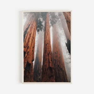 Foggy Redwood Forest, Northern California Scenery, Redwood Forest Printable, Moody Forest Home Decor, Rustic Printable, California Redwoods