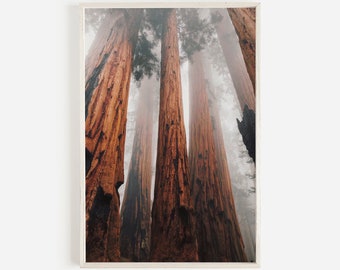 Foggy Redwood Forest, Northern California Scenery, Redwood Forest Printable, Moody Forest Home Decor, Rustic Printable, California Redwoods