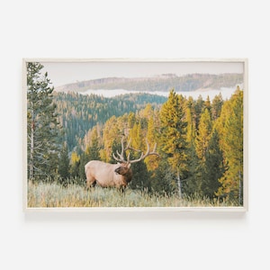 Montana Elk Print, Rustic Home Decor, Wildlife Wall Art, Elk Photography, Western Elk Print, Nature Wall Art, Woodland Animal Photo, Elk Art