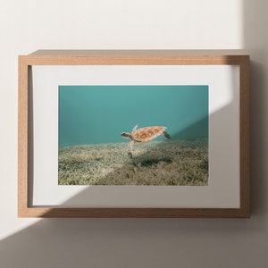 Hawaiian Sea Turtle, Underwater Photo, Tropical Ocean Print, Turtle Digital Art, Ocean Life Wall Art, Sea Turtle Print, Underwater Turtle image 2