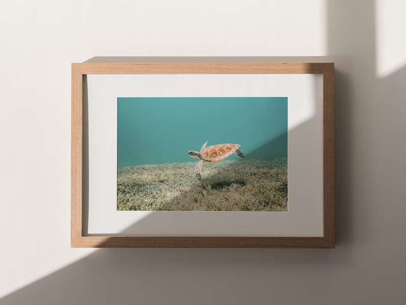 Hawaiian Sea Turtle, Underwater Photo, Tropical Ocean Print, Turtle Digital Art, Ocean Life Wall Art, Sea Turtle Print, Underwater Turtle image 2