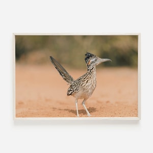Road Runner Wall Art, Desert Bird, Road Runner Photo, Wildlife Photography, Desert Bird Print, Road Runner Printable, Western Desert Decor
