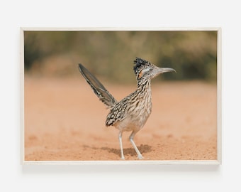 Art mural Road Runner, oiseau du désert, photo Road Runner, photographie animalière, impression oiseaux du désert, Road Runner imprimable, décoration désert occidental