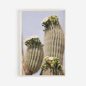 Saguaro Bloom Wall Art, Cactus Flower Print, Arizona Cactus Poster, Spring Cactus Wall Art, Boho Desert Print, Boho Cactus Flower