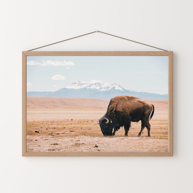 Bisonte de Nuevo México, Arte de pared de búfalo, Decoración rústica, Paisaje de Nuevo México, Naturaleza imprimible, Arte digital de bisonte, Impresión rústica de búfalo, Foto de NM imagen 4