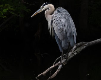 Blue Heron Color Print, Everglades National Park Fine Art Photography