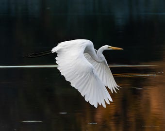 Great White Egret in Flight Photo Print : Wildlife and Bird Photography
