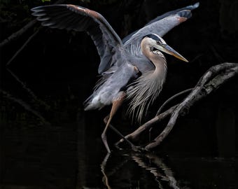 Heron Wings – Great Blue Heron Everglades Wildlife Photography Print