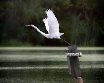 Flora and Wildlife