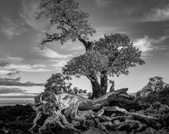 What Remains, Wailoloa Tree Print, Black and White Hawaiian Island Fine Art Photography