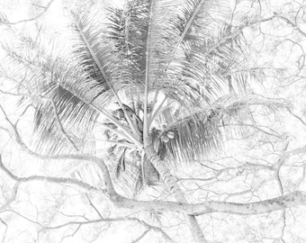 Hawaiian Tree  Print – Minimalist Black and White Nature Fine Art Photography