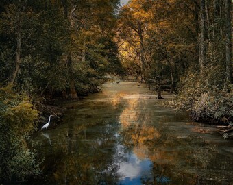 Loop Road – Big Cypress Preserve Print,  Florida Nature Fine Art Photography